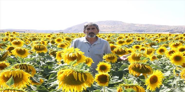 Sivas'ta ayçiçeğinde 45 bin ton rekolte bekleniyor