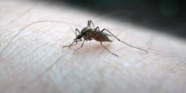 Sivrisineklerin insan kokusunu nasıl ayırt ettiği belirlendi