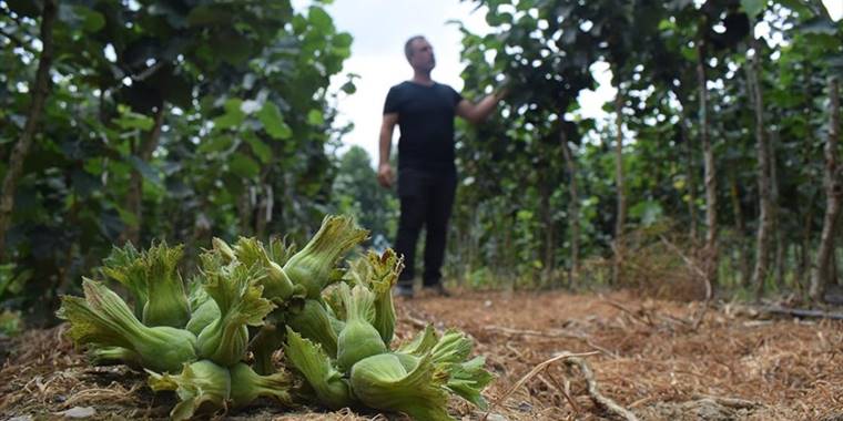 Fındıkta ocak sistemine alternatif tek dal üretimle verim artışı hedefliyor