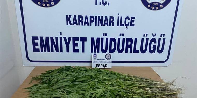 Karapınar'da 257 kök Hint keneviri ele geçirildi