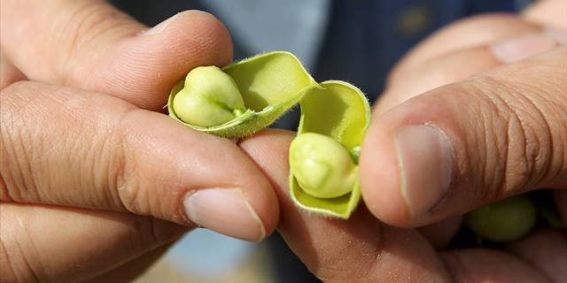 Nohut üretiminde bu yıl yüzde 22,1'lik artış bekleniyor