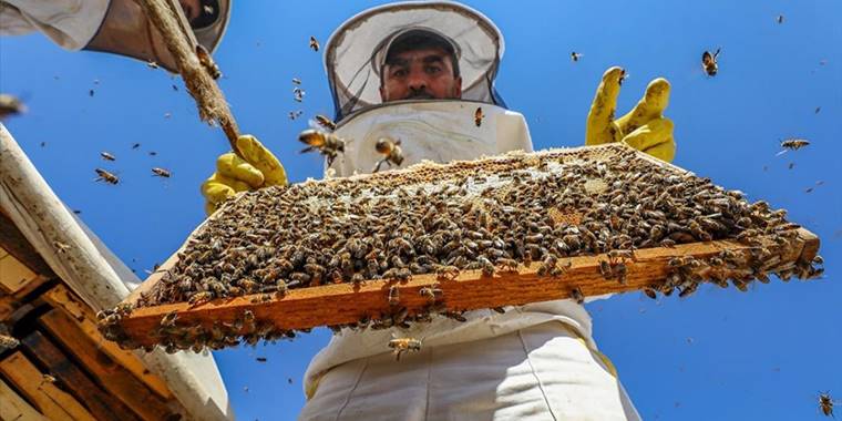 Bal ormanlarıyla bitki örtüsü zenginleşen Karacadağ'da bin ton bal hasat edildi
