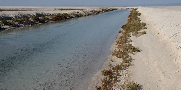Tuz Gölü'ndeki yavru flamingolar için yapılan çalışmalar devam ediyor