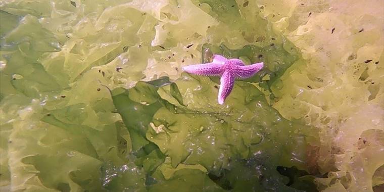 Dalış tutkunu çift, KOSGEB desteğiyle su altı meraklılarına "rehber" oldu