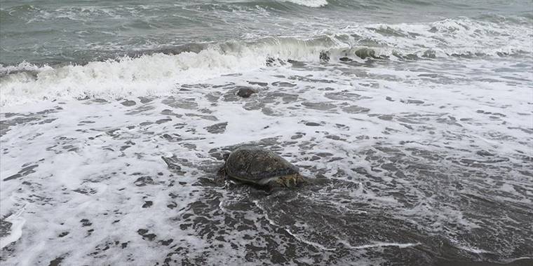 Uydudan izlenen caretta caretta 'Esin' 24 günlük yolculuğunun sonunda Mısır'a ulaştı