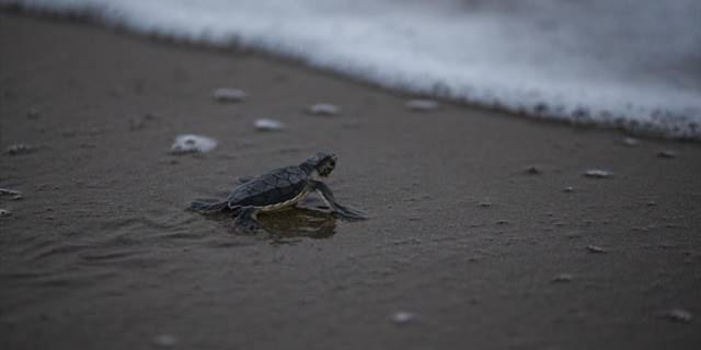 Küresel ısınma besin peşindeki deniz kaplumbağalarını Marmara'ya yöneltiyor