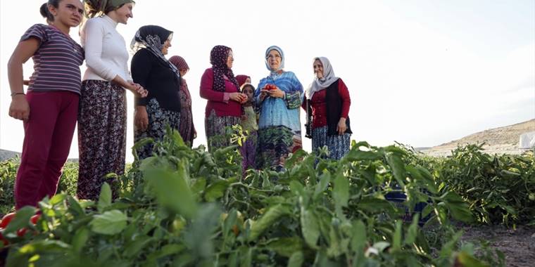 Emine Erdoğan çiftçi kadınlarla tarladan domates topladı, kışlık menemen yaptı