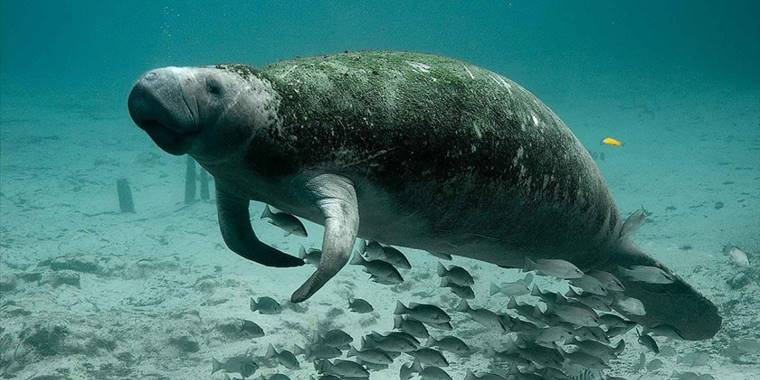 Çin'de deniz kızı masallarına ilham veren dugongların soyu tükeniyor
