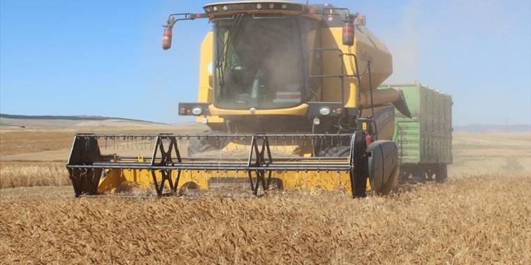 Yozgat'ta atalık buğdayların hasadı yapıldı