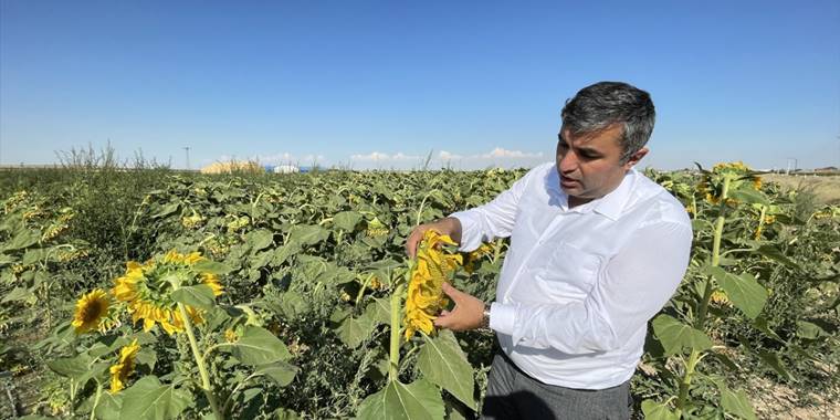 Konya'da ekim alanı azalan ayçiçeğinde bu yıl yüksek verim bekleniyor