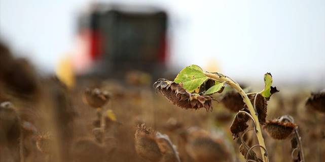 Trakya'da ayçiçeği üreticisi yüksek verimle hasat mesaisi yapıyor