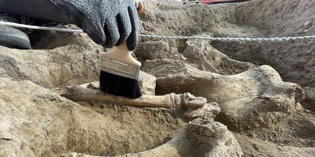 Canlı fosili literatürüne girecek yeni tür "Sofular" adını alacak