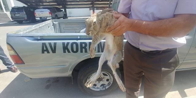 Kayseri'de yaralı bulunan yaban tavşanı tedaviye alındı
