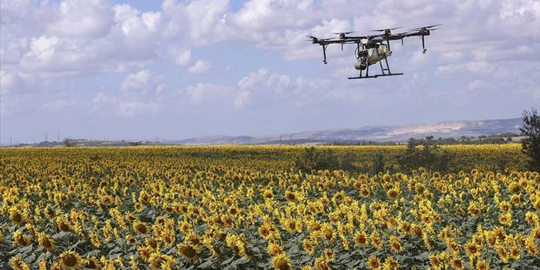 Hızlı müdahale, çayır tırtılının ayçiçeği verimine olumsuz etkisini önledi