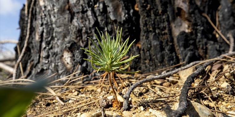 Geçen yıl yanan ormanların yüzde 90'ında çalışmalar tamamlandı