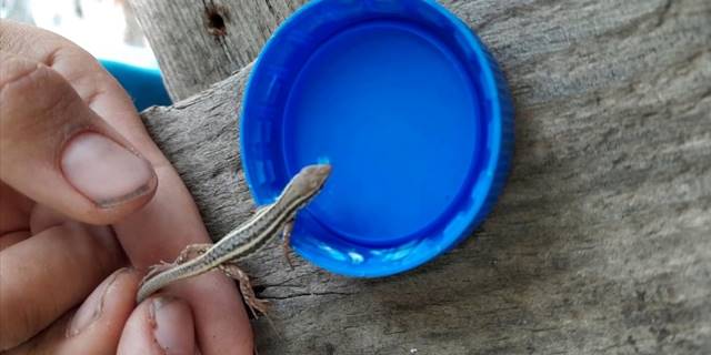 Sıcaktan bunalan yavru kertenkeleye şişe kapağıyla su içirdi