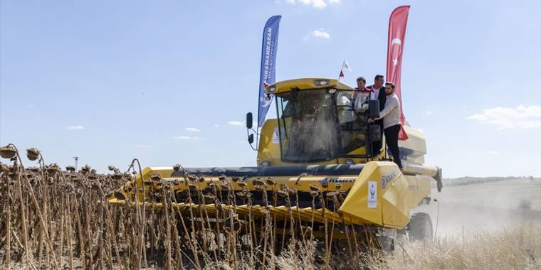 Kahramankazan'da yağlık ayçiçeği hasadı başladı