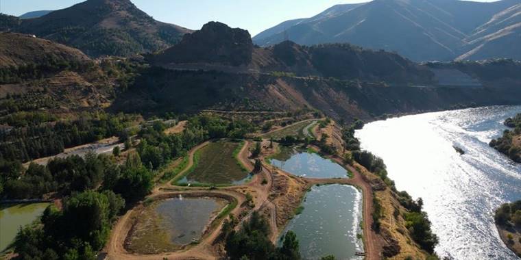 Yavru sazanlarla Doğu'daki su kaynakları balığa doyacak