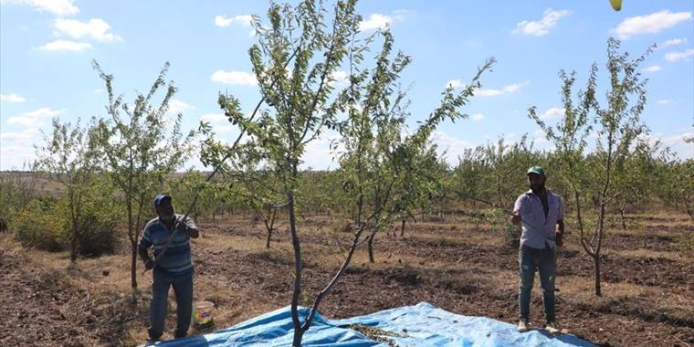 Edirne'de köylüler 'devlet destekli proje' sayesinde badem üreticisi oldu