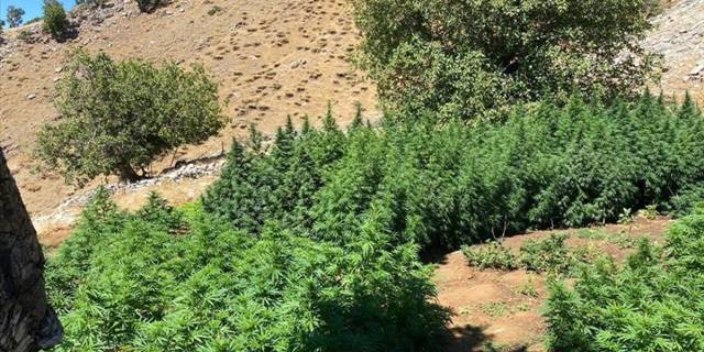 Bingöl'de 3 milyon 257 bin kök kenevir ele geçirildi