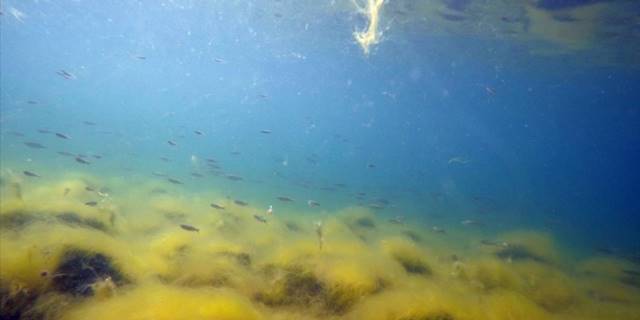 Balık Gölü'nde yumurtadan çıkan balık yavruları görüntülendi