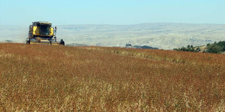 Denemek için başladığı karabuğday üretiminde devlet desteğiyle ihracata başladı