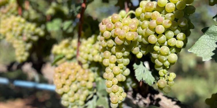 'Delice beyazı'ndaki yüksek verim üreticiyi sevindirdi