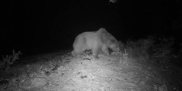 Köyceğiz'de bozayı videokapanla ilk kez görüntülendi