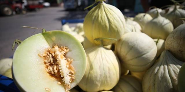 Ata tohumundan yetiştirilen "Yeşilçomlu kavunu" pazara inmeden alıcı buluyor