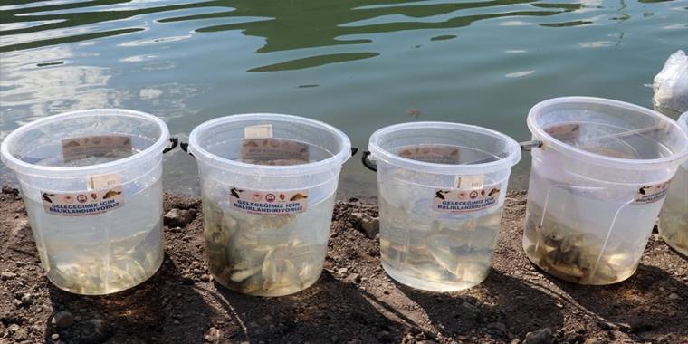 Amasya'da Ziyaret Barajı'na 100 bin sazan balığı yavrusu bırakıldı