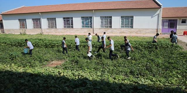 Hatay'da öğrencilerin okul bahçesinde yetiştirdiği sebzeler mahallelinin sofrasında