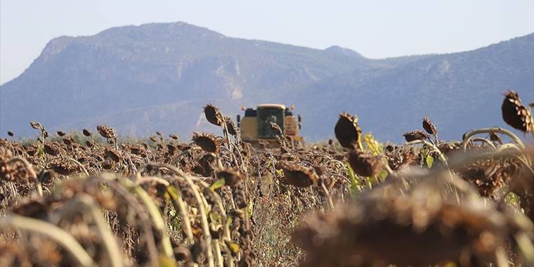 Burdur'da su basan hububat tarlalarına ekilen ayçiçeğiyle çiftçinin yüzü gülecek