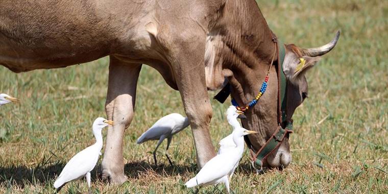 Balık yemeyen balıkçıllar hayvan sürüleriyle yaşamlarını sürdürüyor
