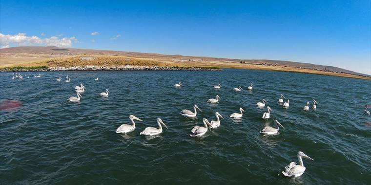 Nesli tehlike altındaki tepeli pelikanlar Aktaş'ta üreyip Çıldır'da besleniyor