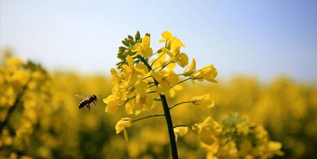 Edirne'de üreticilere yüzde 75 hibeli kanola tohumu dağıtıldı