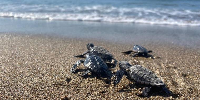 Mersin'de deniz kaplumbağası yavruları suyla buluştu