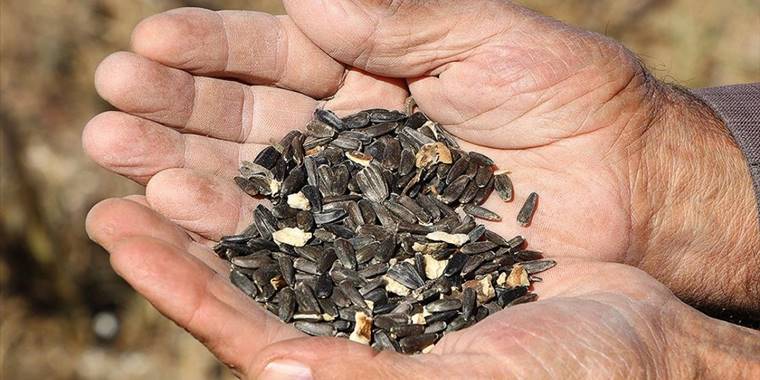 Tekirdağ'da yerli hibrit ayçiçeğinin rekoltesi memnun ediyor