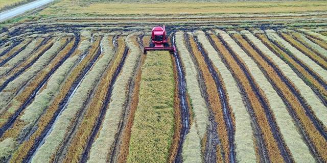 Türkiye'nin çeltik ambarı Edirne'de hasat mesaisi başladı