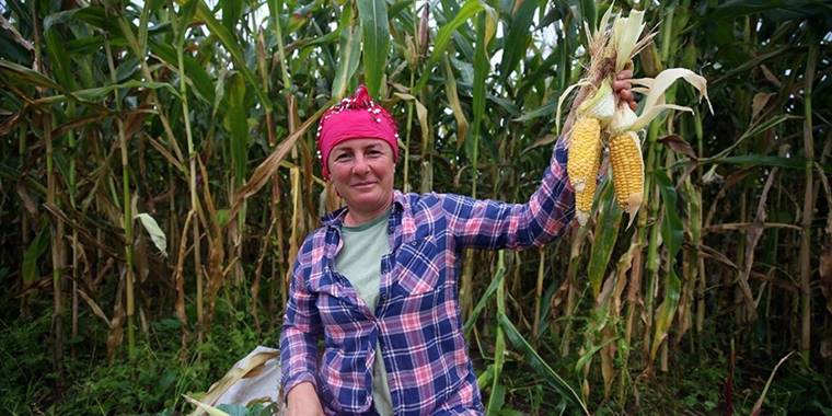 Karadeniz kadınının tarladan sofraya 'mısır unu' mesaisi