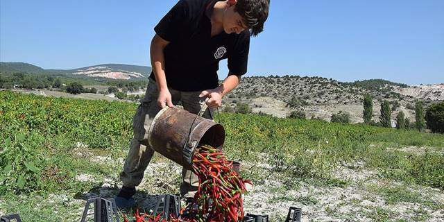 Bilecik'in coğrafi işaretli Çukurören biberinde 650 ton rekolte bekleniyor