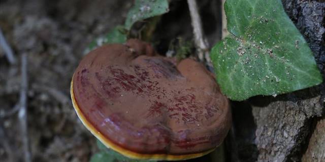 Yalova ormanlarında yetişen tıbbi mantar türlerini araştırıyorlar