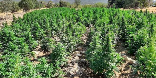 Eren Abluka-34 Narko Terör operasyonlarında 450 kilogram toz esrar ele geçirildi