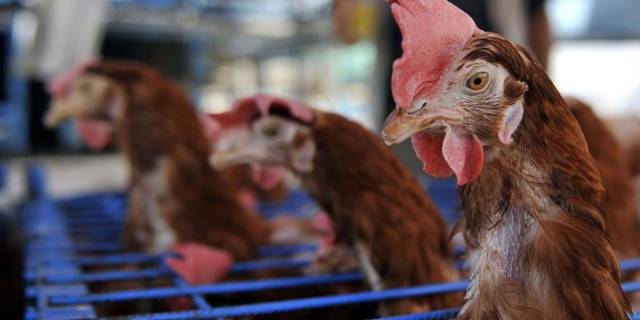 Fransa'da yüksek enerji fiyatları yerli tavuk yetiştiriciliğini vurdu