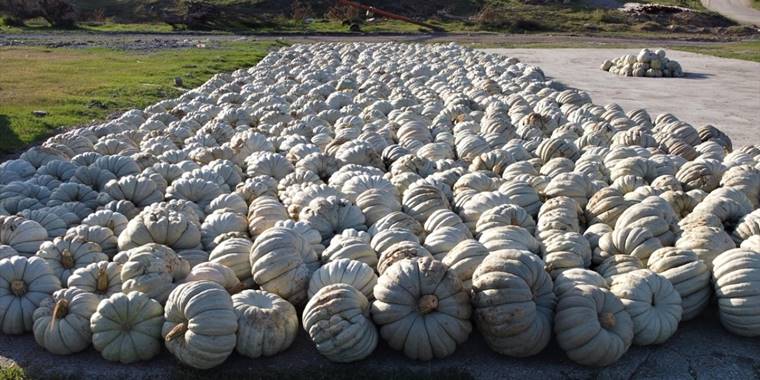 Bilecik'in raf ömrü bir yılı bulan kestane kabağı Türkiye'nin birçok iline gönderiliyor