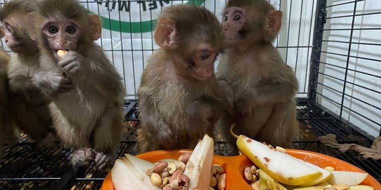 Polisin kaçakçıların elinden kurtardığı örümcek maymunlara özenle bakılıyor
