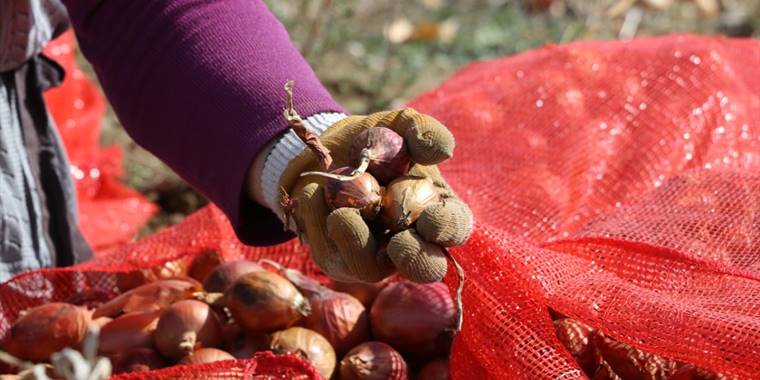 "Coğrafi işaret" Tekirdağ soğanına pazarda daha fazla yer açacak