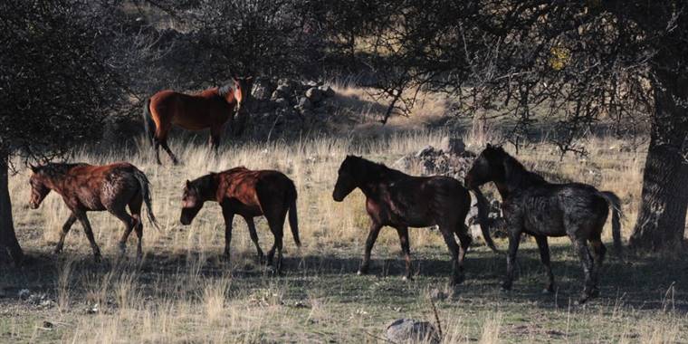 Beypazarı'nda yılkı atları görüntülendi