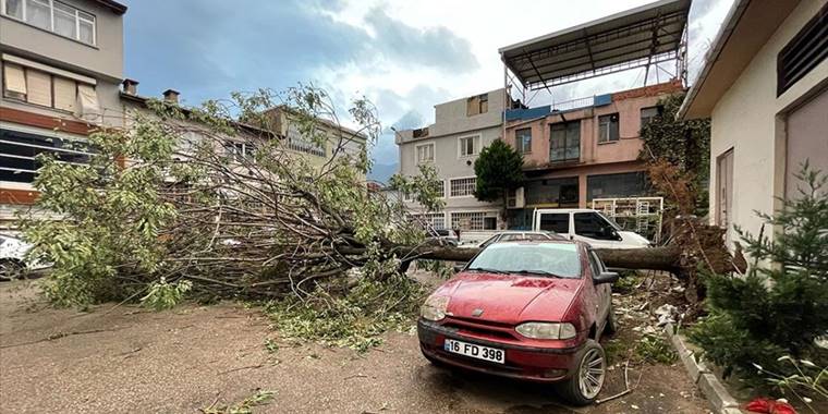 Bursa'da kuvvetli lodos nedeniyle bir ağaç araçların üzerine devrildi
