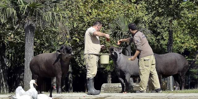 Bursa'daki hayvanat bahçesinde tapir ailesinin güneşli havada masaj keyfi