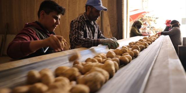 Nevşehir'deki depolarda yerini alan patateste tedarik sorunu öngörülmüyor